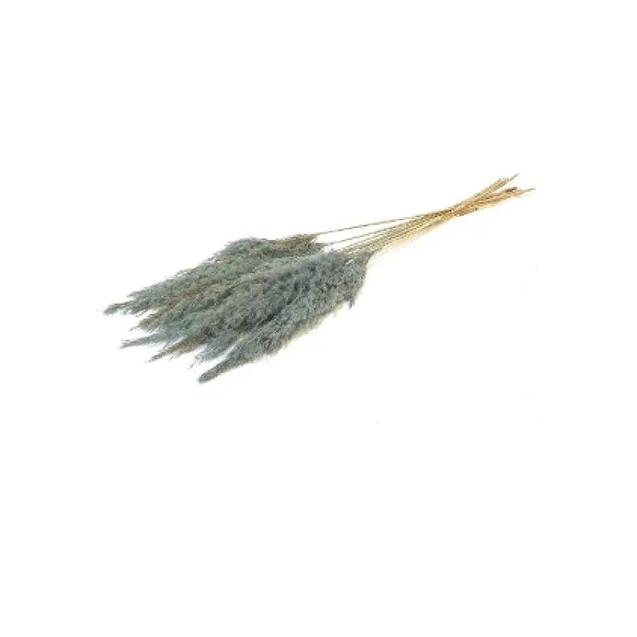 Pampas Grass Dyed Frost Light Blue - 10 Bunches Holex Dutch
