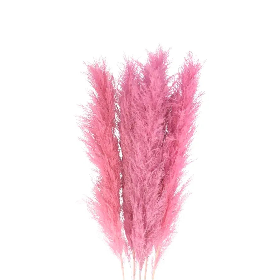 Pampas Grass Dyed Frost Light Pink - 30 Stems Holex Dutch