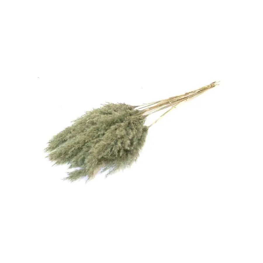 Pampas Grass Dyed Frost Mint Green - 10 Bunches Holex Dutch