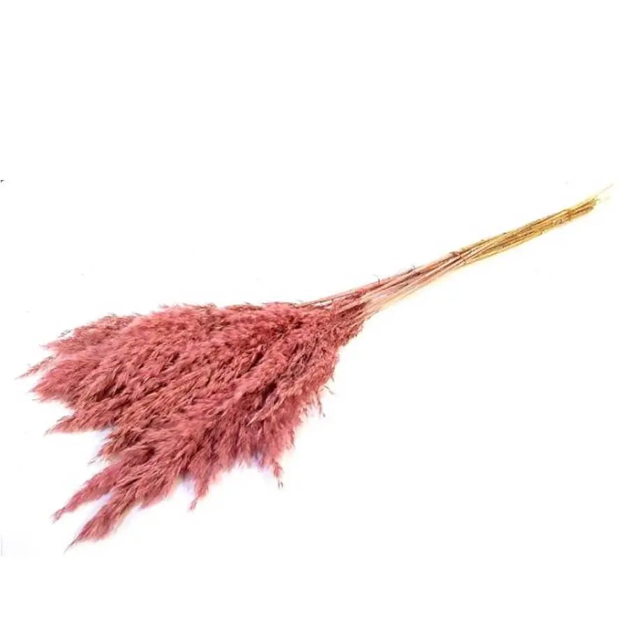 Pampas Grass Dyed Frost Pink - 10 Bunches Holex Dutch