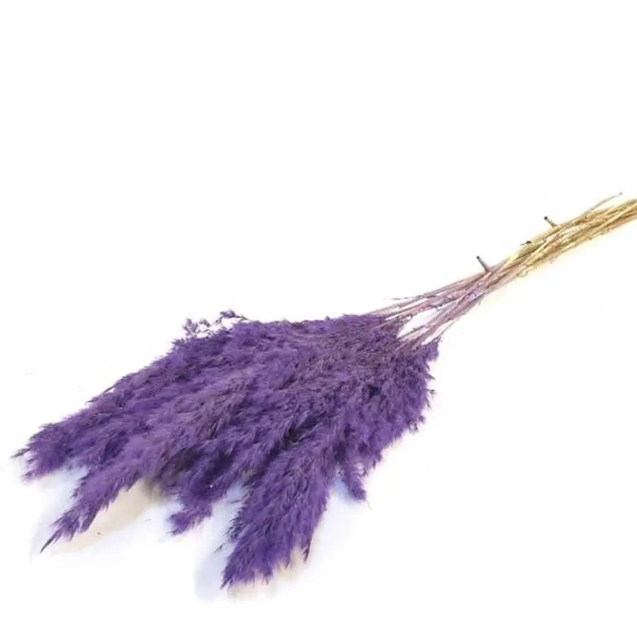 Pampas Grass Dyed Frost Purple - 10 Bunches Holex Dutch