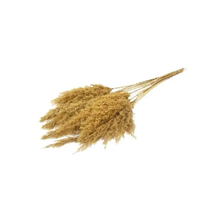 Pampas Grass Dyed Frost Yellow - 10 Bunches Holex Dutch