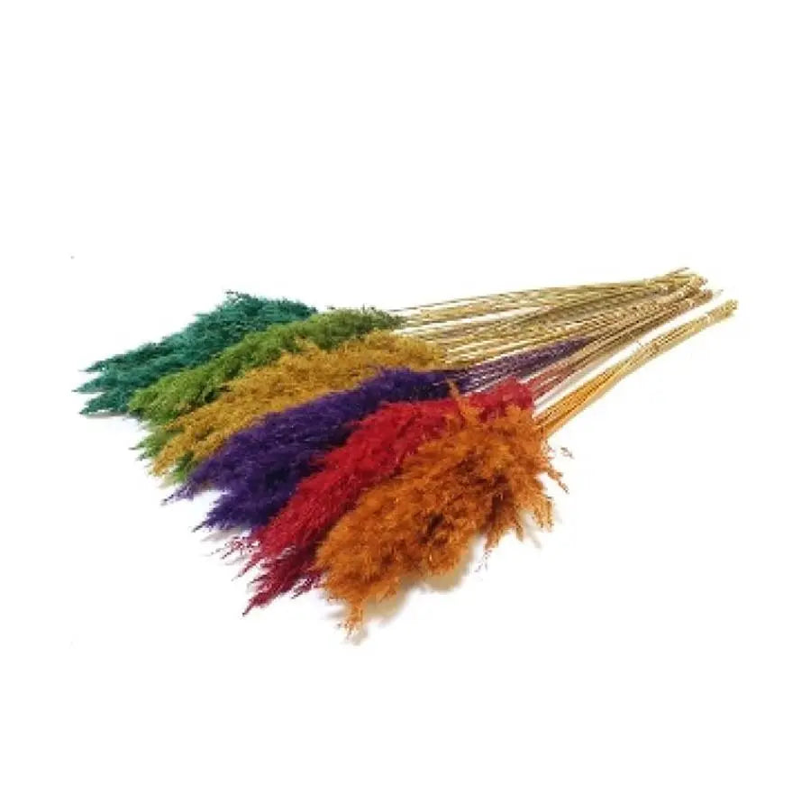 Pampas Grass Dyed Hot Assorted - 10 Bunches Holex Dutch