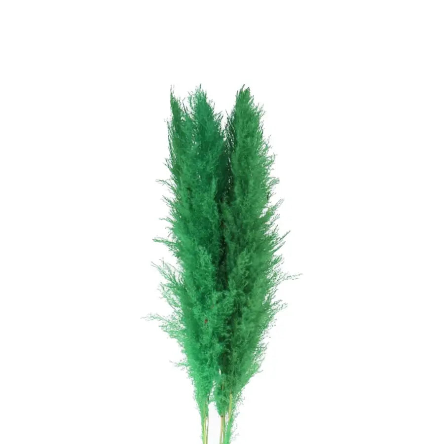 Pampas Grass Dyed Apple Green 140cm - 30 Stems Holex Dutch