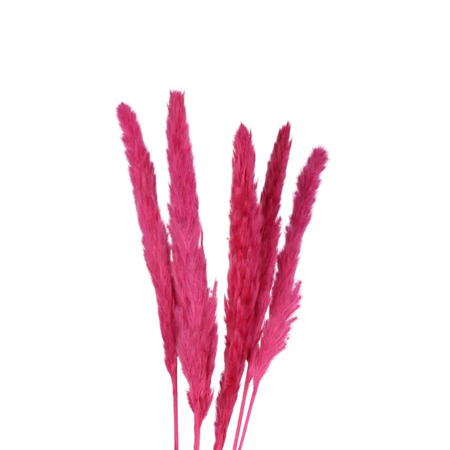 Pampas Grass Dyed Pink Holex Dutch