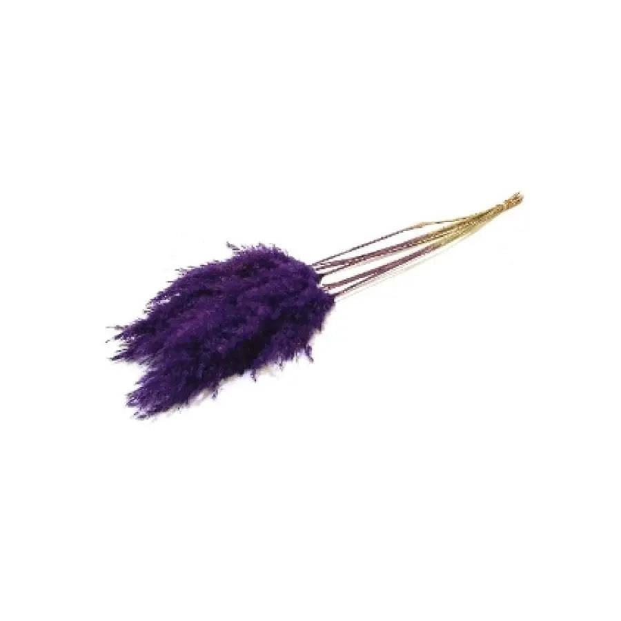 Pampas Grass Dyed Purple - 10 Bunches Holex Dutch