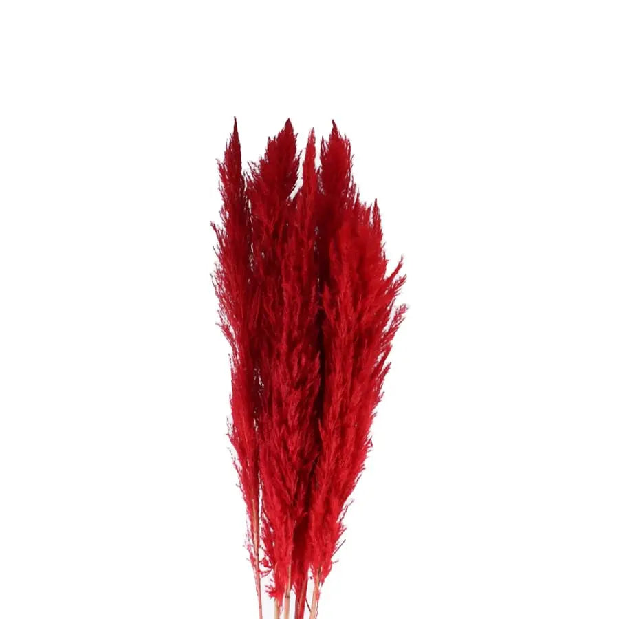 Pampas Grass Dyed Red - 30 Stems Holex Dutch
