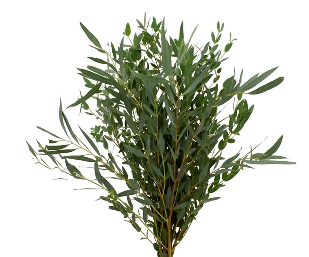 Parvifolia Eucalyptus Bunch