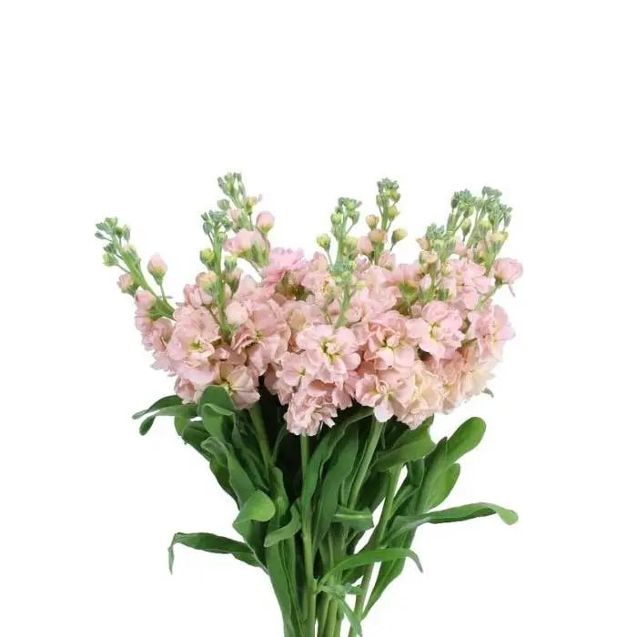 Stock Peach