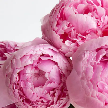 Peony Sarah Bernhardt - 20 Stem Bunch