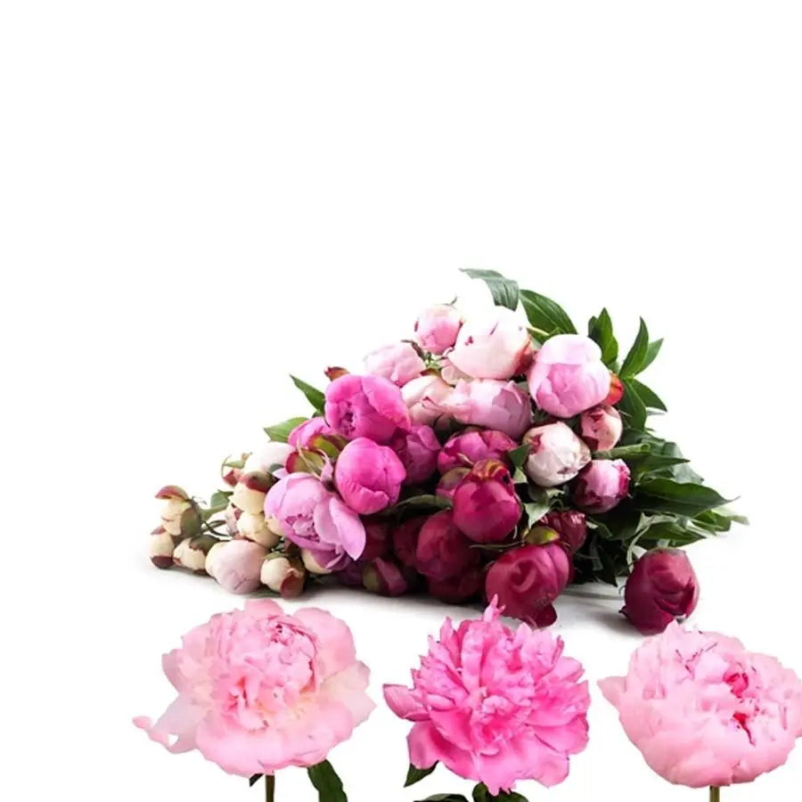Peony Pink Assorted - 60 Stem Bunch