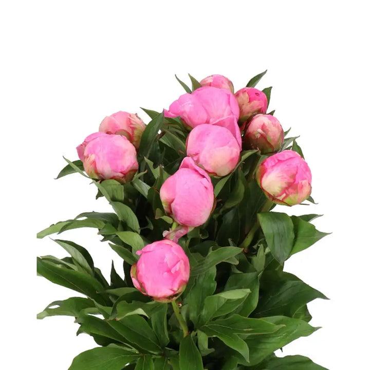 Peony Dr. Alexander Fleming Holex Dutch