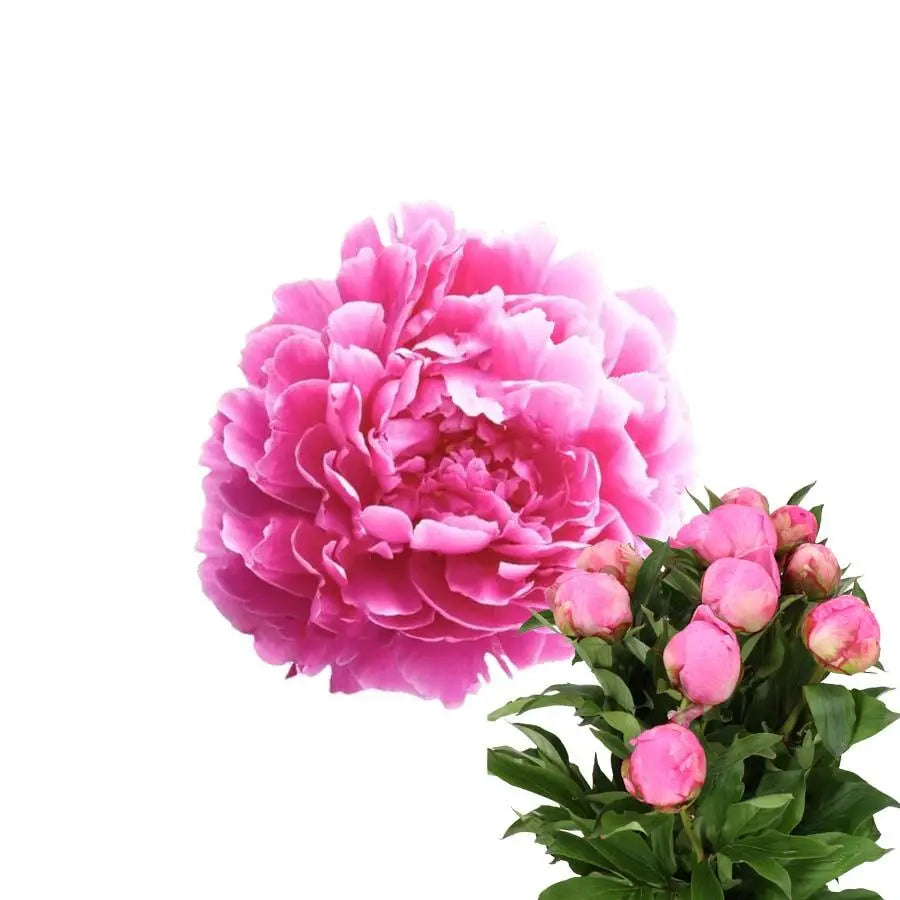 Peony Dr. Alexander Fleming - 20 Stem Bunch