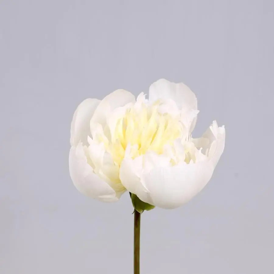 Peony Duchesse de Nemours - 20 Stem Bunch