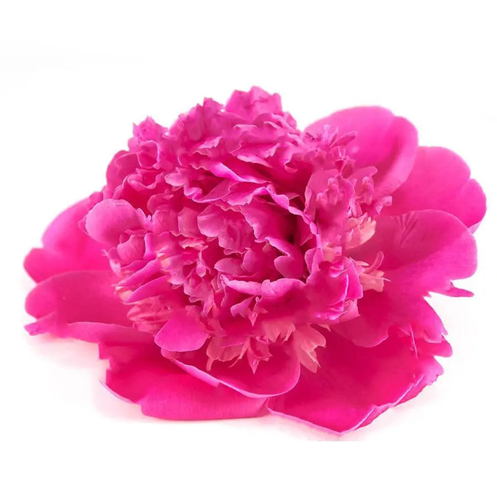 Peony Choose Your Color 45cm - 20 Stem Bunch