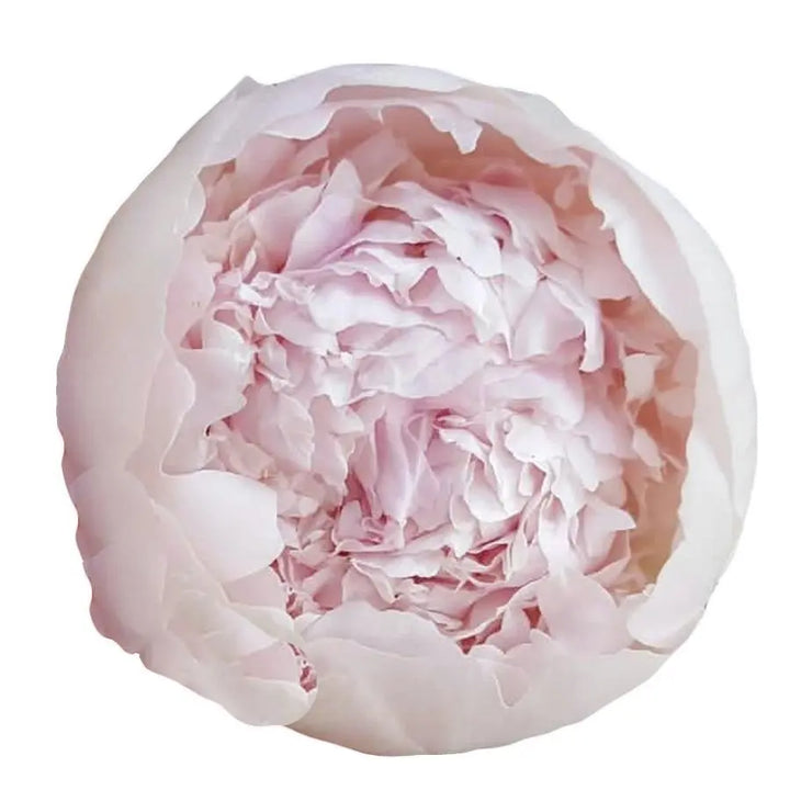 Peony Choose Your Color 45cm - 20 Stem Bunch