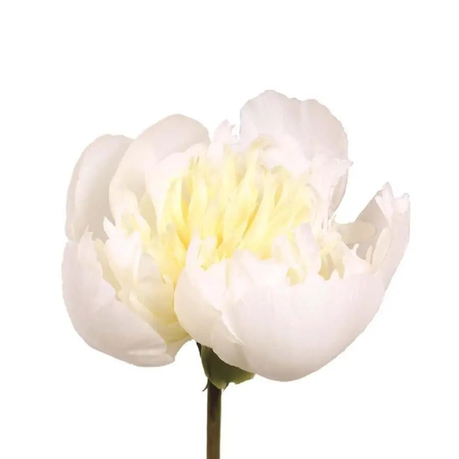 Peony Choose Your Color 45cm - 20 Stem Bunch