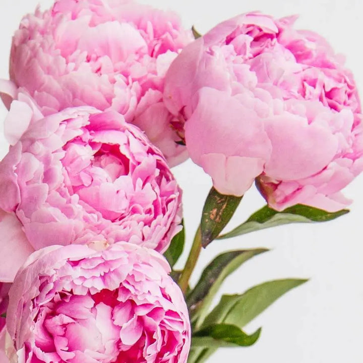 Flash Sale - Peonies - 50 Stem Bunch Holex Dutch
