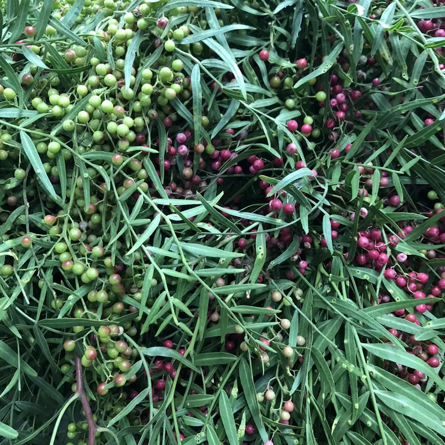Pepperberry Hanging - 10 Bunches HDB