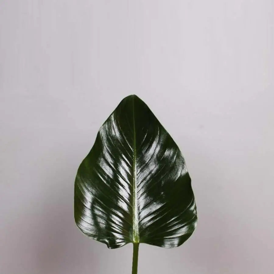 Philodendron Green Beauty - 50 Stem Bunch