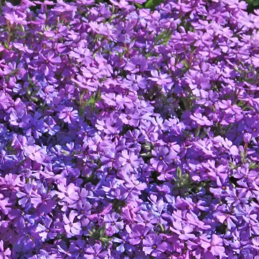 Phlox Purple - 50 Stem Bunch