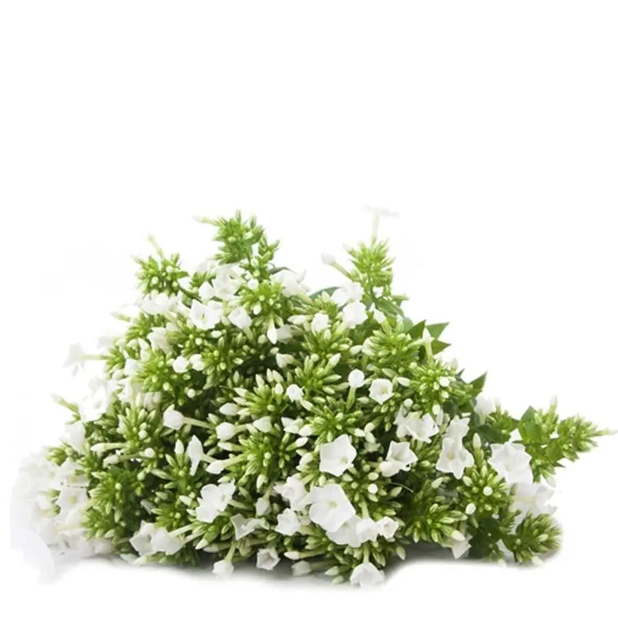 Phlox White - 50 Stem Bunch