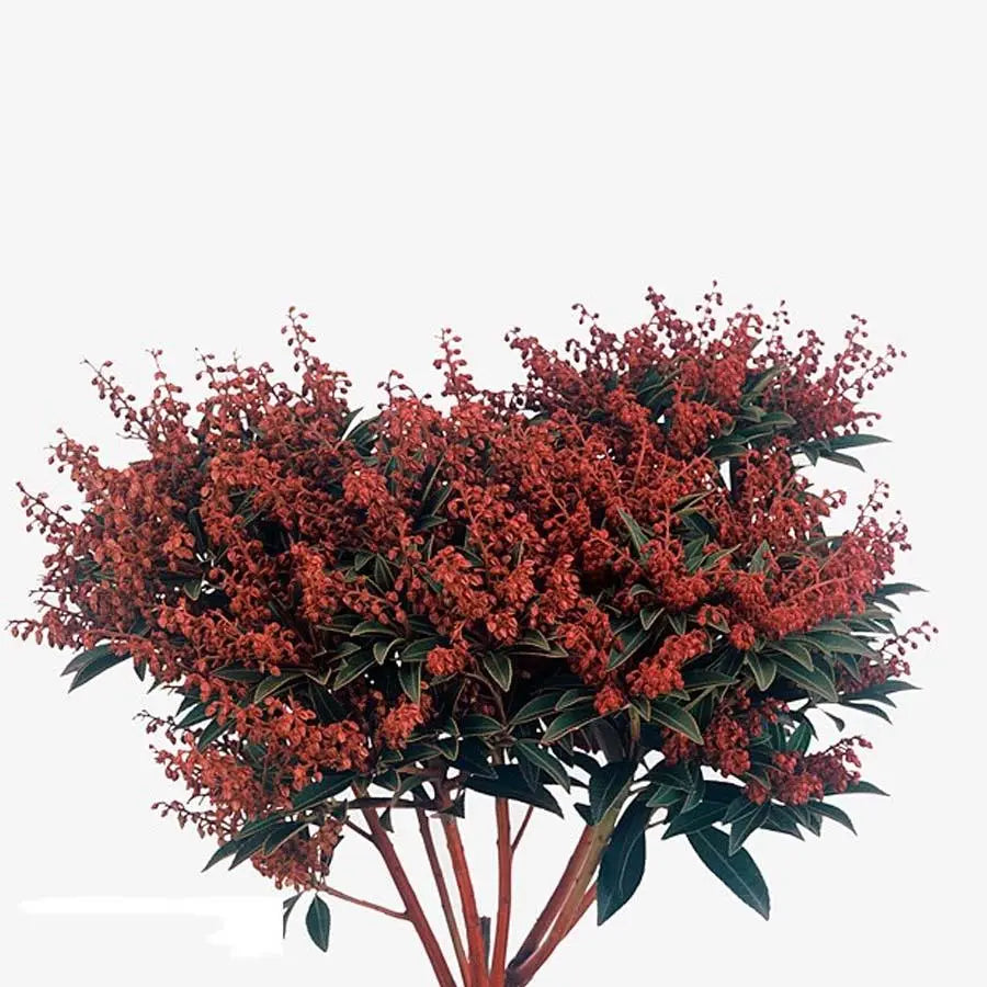 Pieris Japonica Cupido - 5 Bunches Holex Dutch