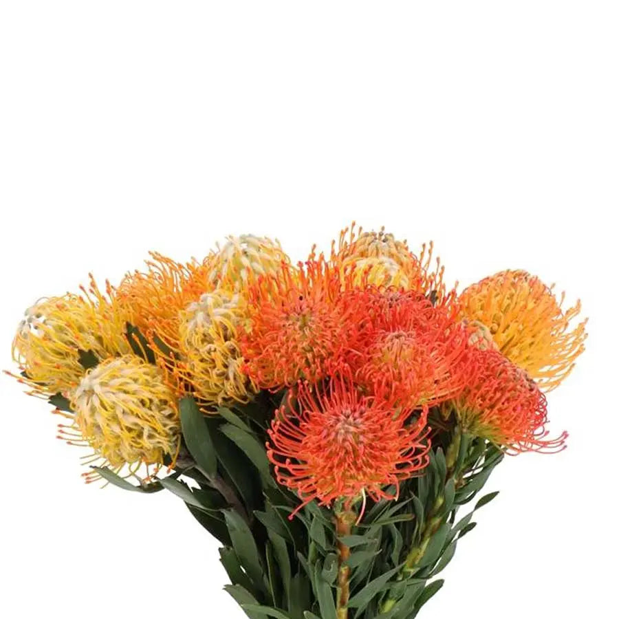 Pincushion Assorted Colors - 50 Stem Pack Holex USA