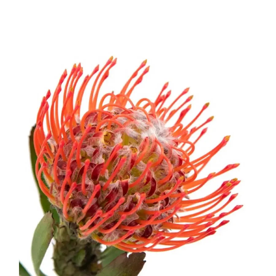 Pincushion Red 35-50cm - 50 Stem Bunch Holex Dutch