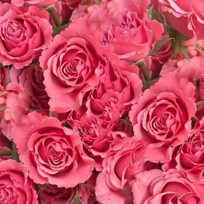 Creamy White, Pink, and Orange PetalKit PetalDrivenCom