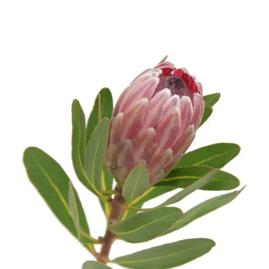 Pink Ice Protea (10 Stem Bunch) California