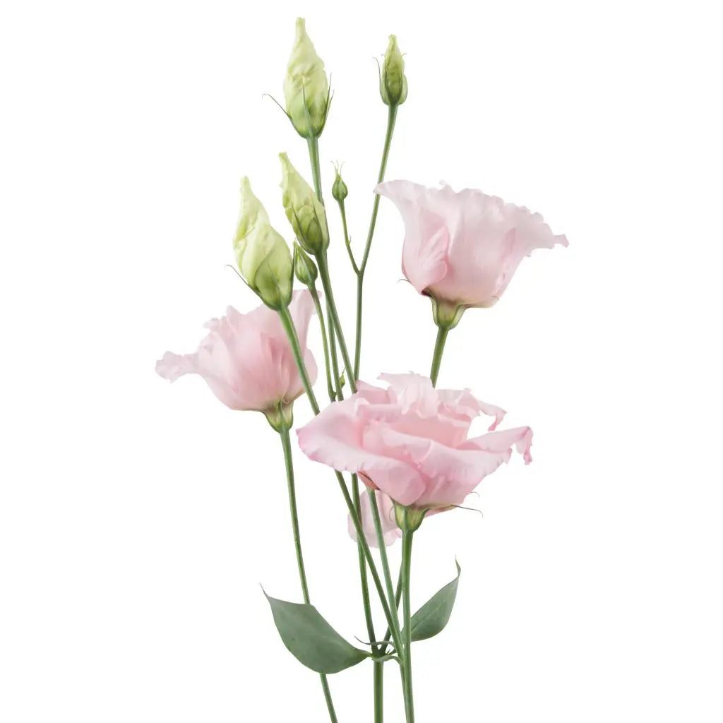 Ashlyn Carter Wedding PetalKit - Includes Video Tutorials PetalDrivenCom