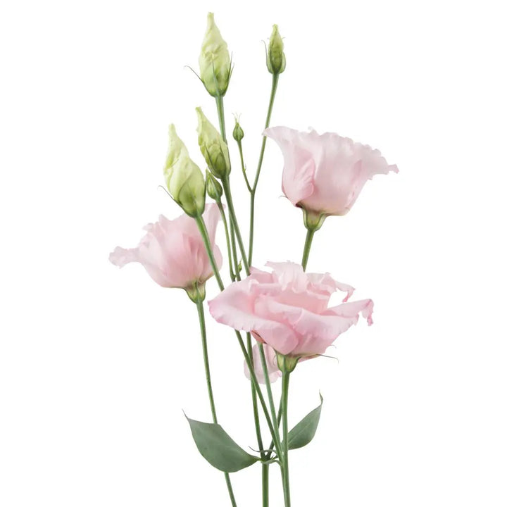 Ashlyn Carter Wedding PetalKit - Includes Video Tutorials PetalDrivenCom