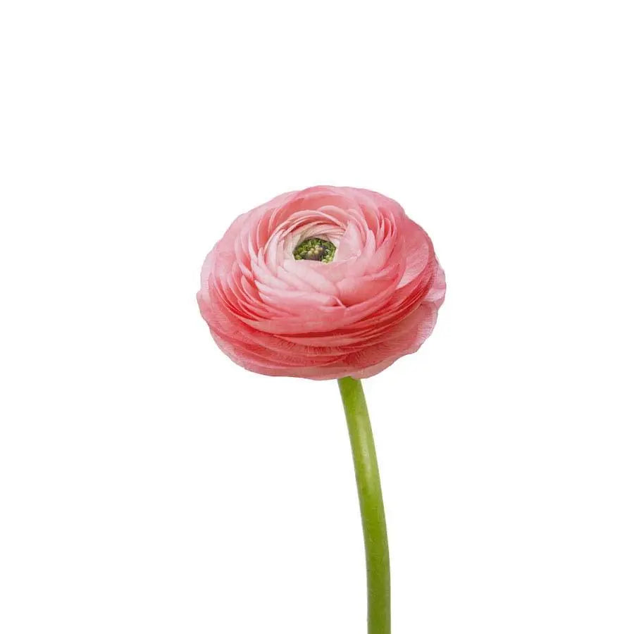 Ranunculus Pink 35cm - 50 Stem Bunch