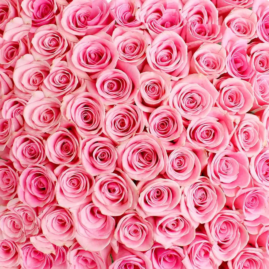 Pink Roses
