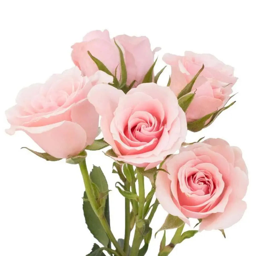 Spray Rose Pink - 20 Stem Bunch - PetalDriven