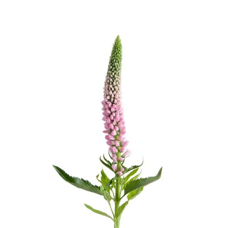 Close-up of the delicate detailed blossoms of Pink Veronica, showing the uniform spike structure and soft romantic hue.