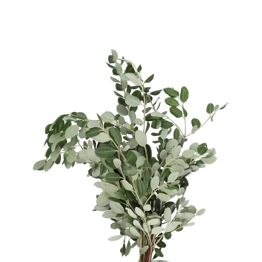 Pittosporum Ralphii - 5 Bunches Holex Dutch