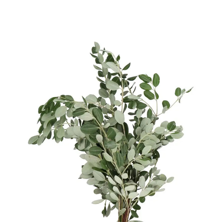 Pittosporum Ralphii - 5 Bunches Holex Dutch