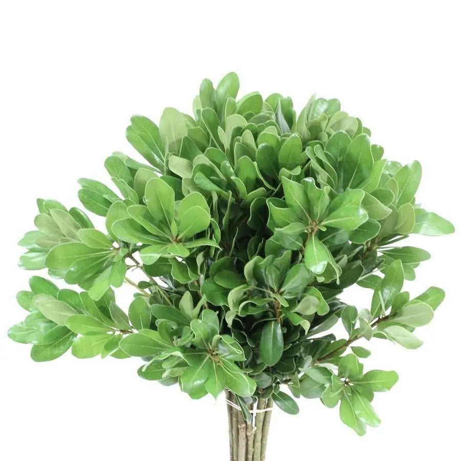 Pittosporum Green - 100 Stem Bunch