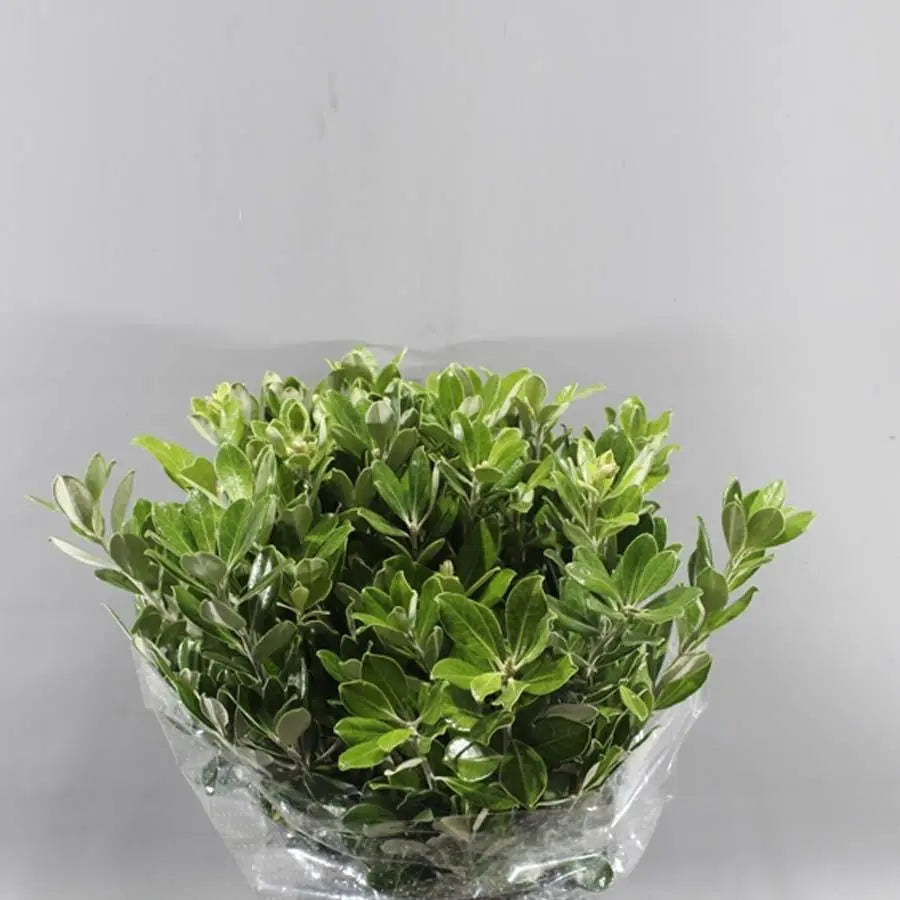 Pittosporum Ralphii - 5 Bunches