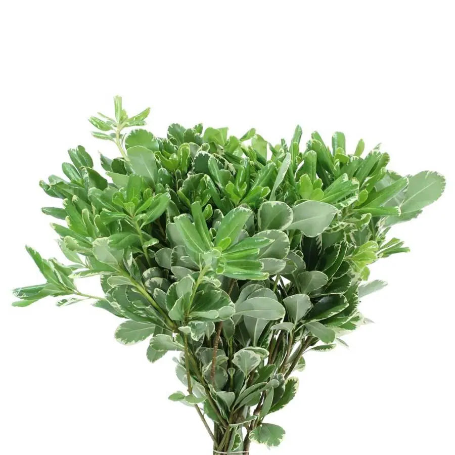 Pittosporum Varigated - 100 Stem Bunch