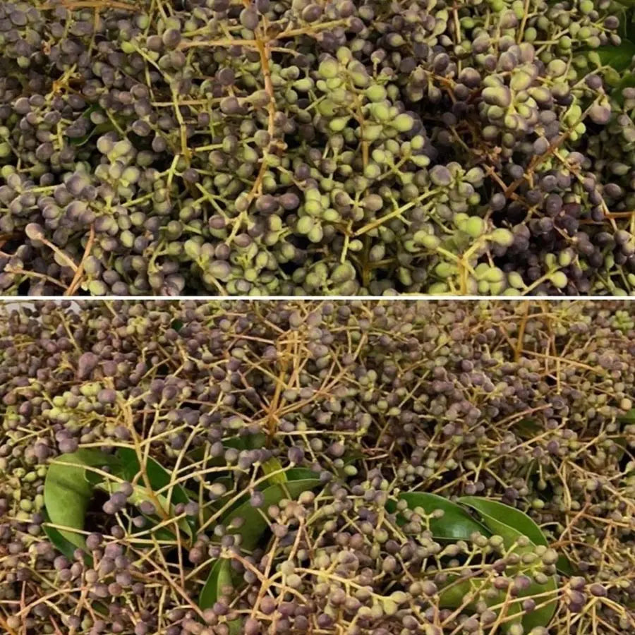 Privet Berry - 8 Bunches HDB
