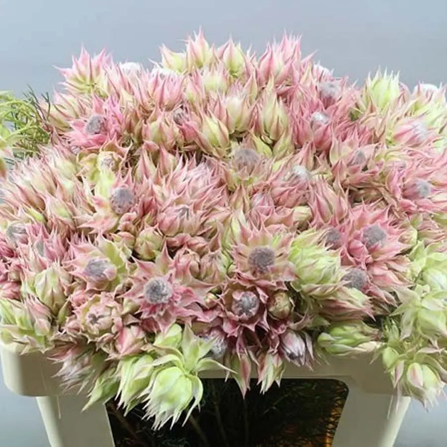 Protea Blushing Bride Pink - 20 Stem Bunch Holex Dutch