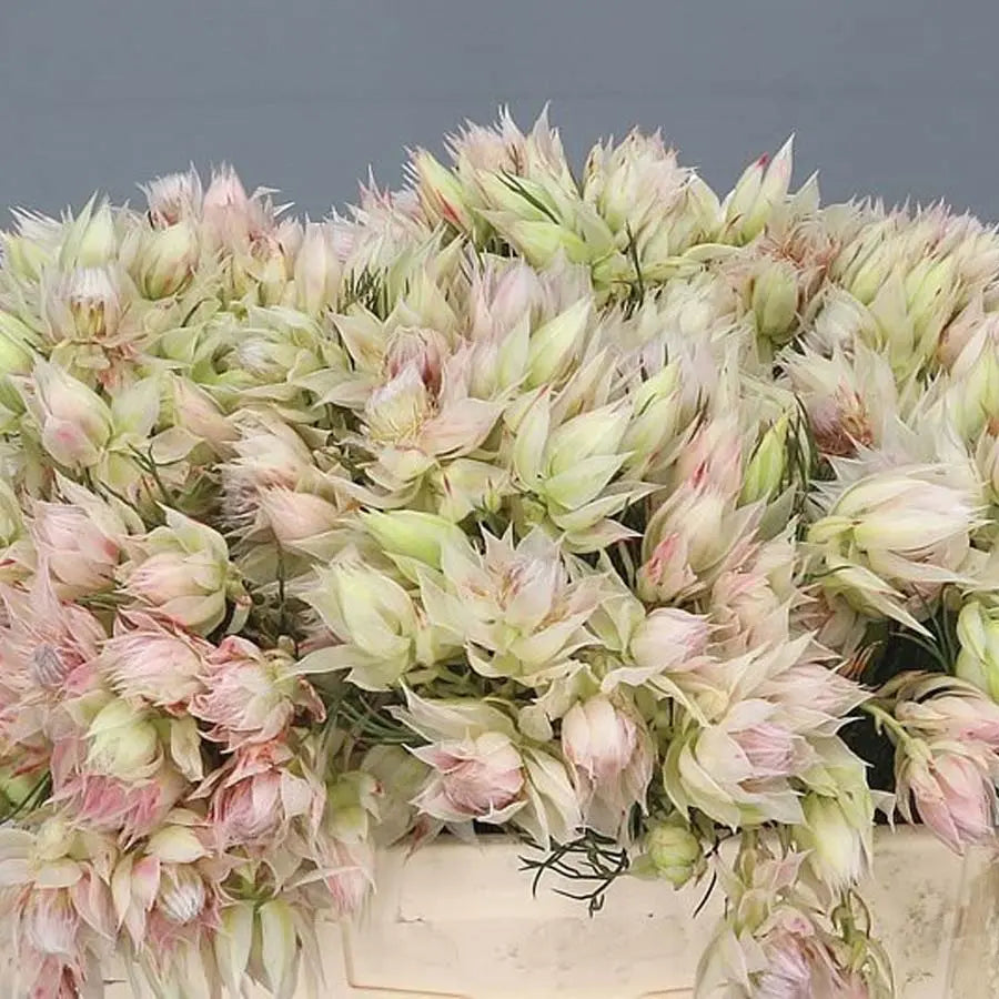 Protea Blushing Bride Pink - 20 Stem Bunch Holex Dutch