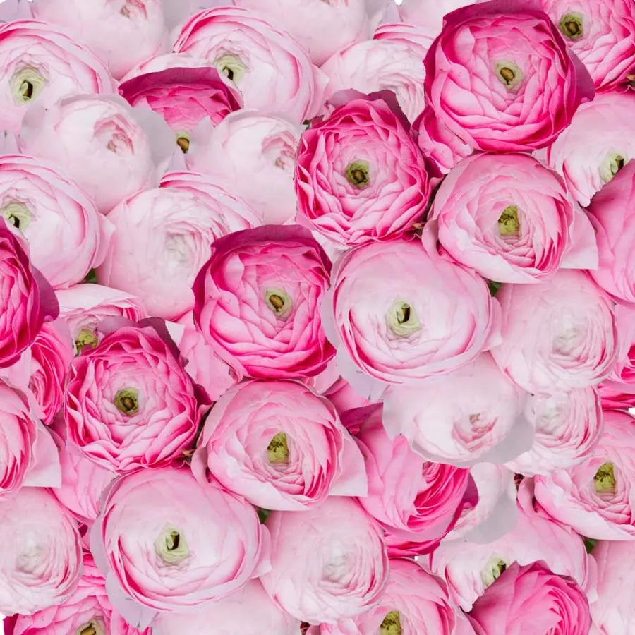Ranunculus Amandine Marshmallow - 25 Stem Bunch Holex Dutch