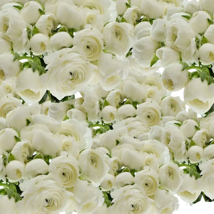 Ranunculus Amandine Snowflake - 20 Stem Bunch Holex Dutch