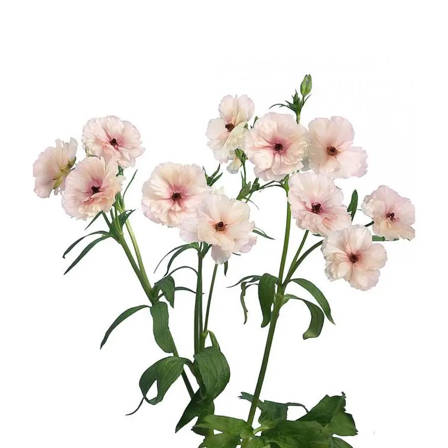 Ranunculus Butterfly Ariadne - 40 Stem Bunch Holex Dutch