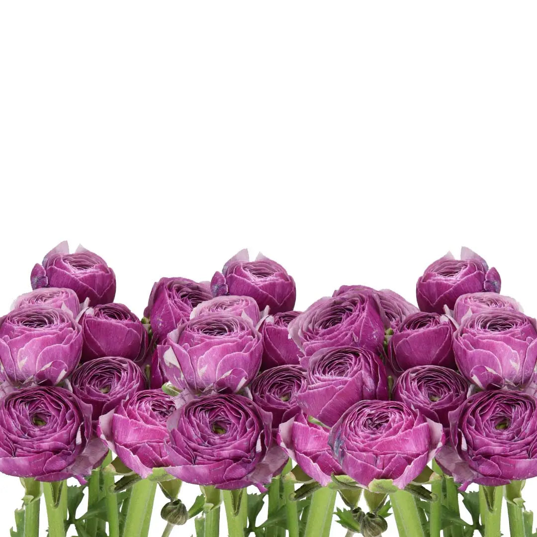 Ranunculus Cloony Antoine - 50 Stem Bunch Holex Dutch
