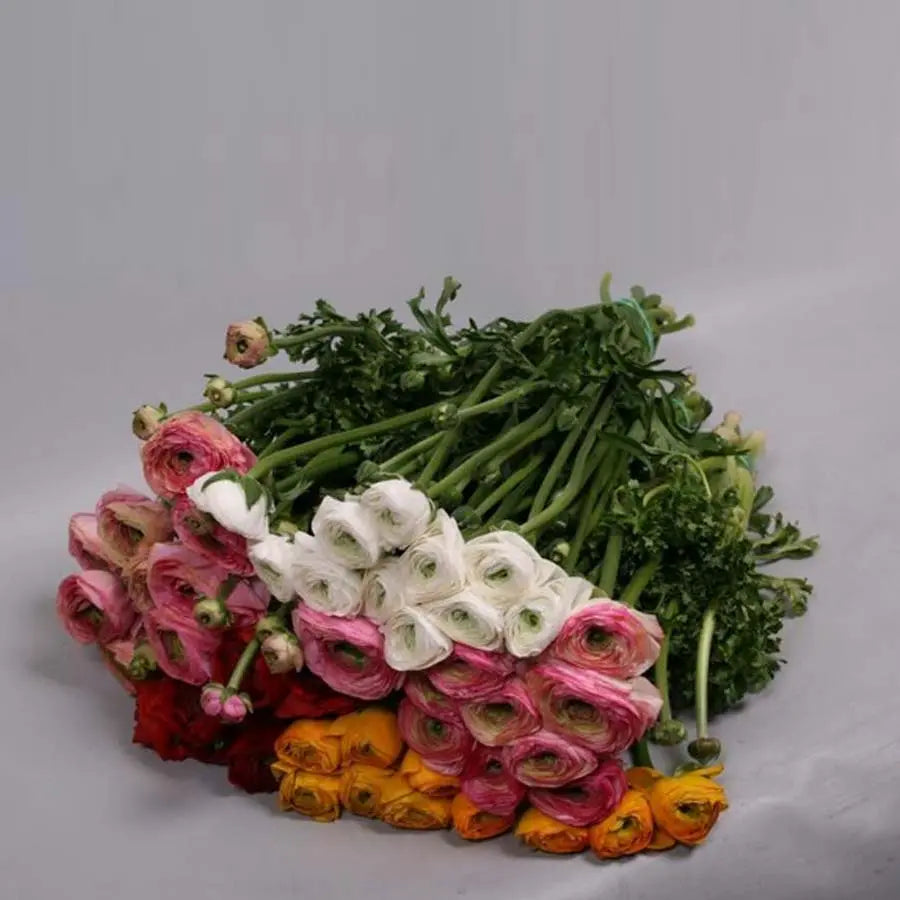 Ranunculus Cloony Assorted Colors - 150 Stem Box Holex Dutch